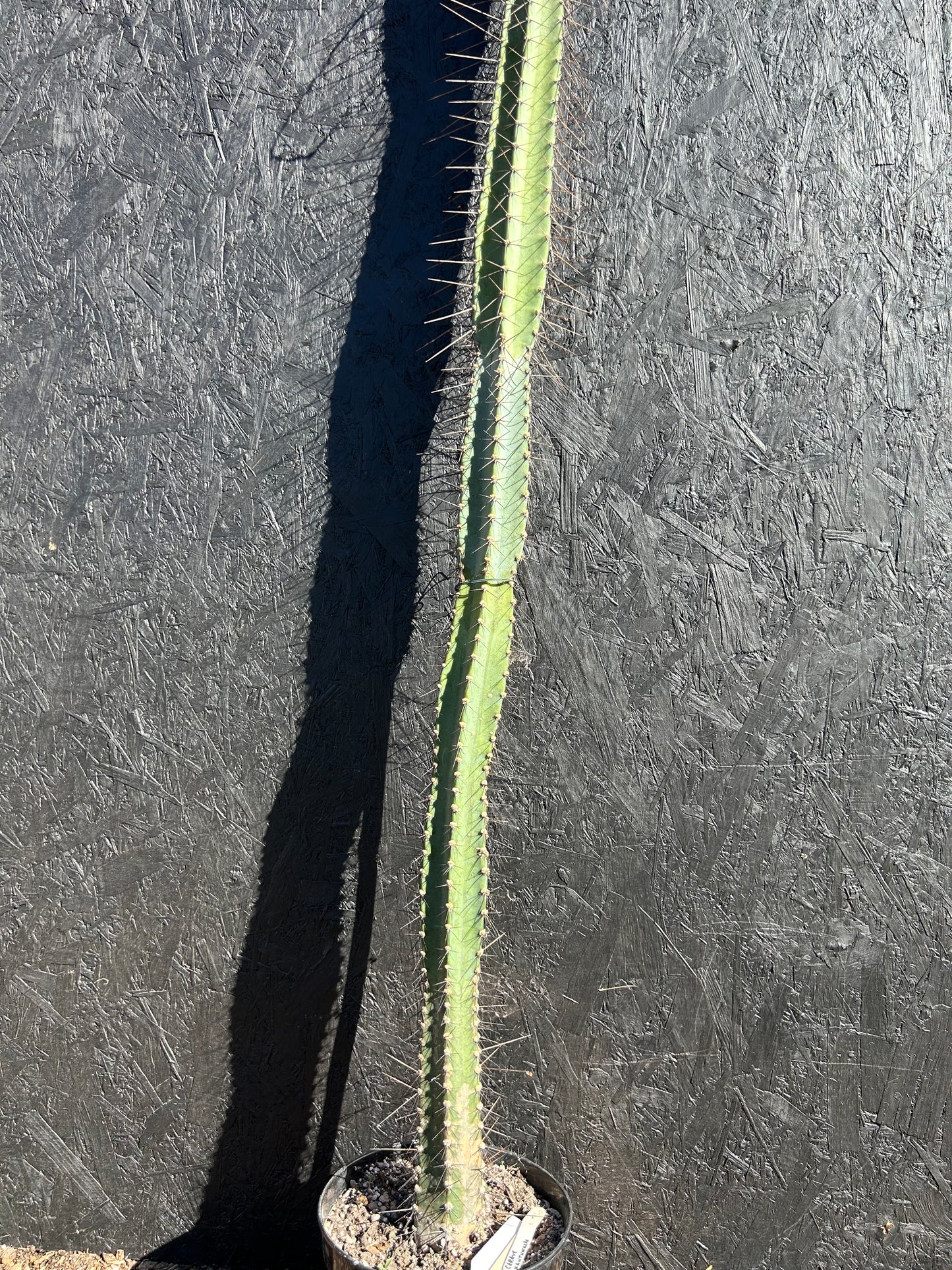Cereus xanthocarpa (ET1126)