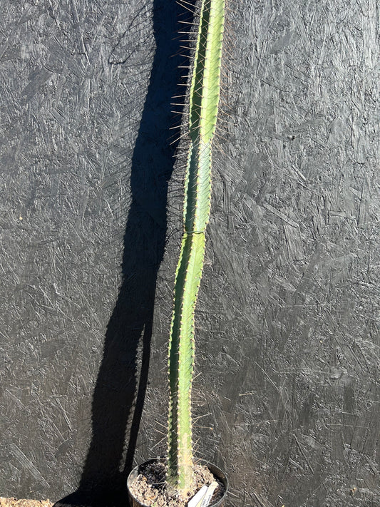 Cereus xanthocarpa (ET1126)