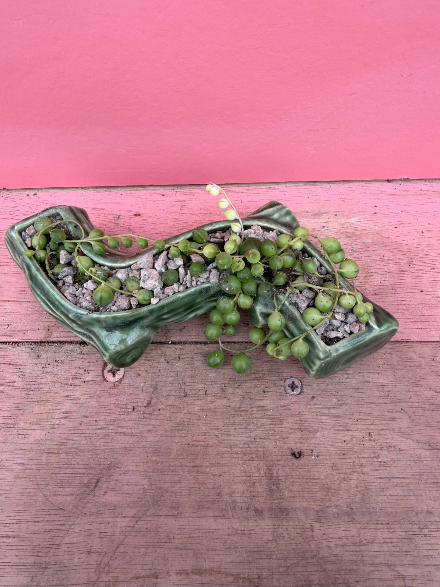 String of Pearls in Vintage Wade Pot