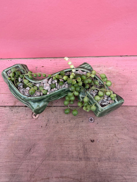 String of Pearls in Vintage Wade Pot