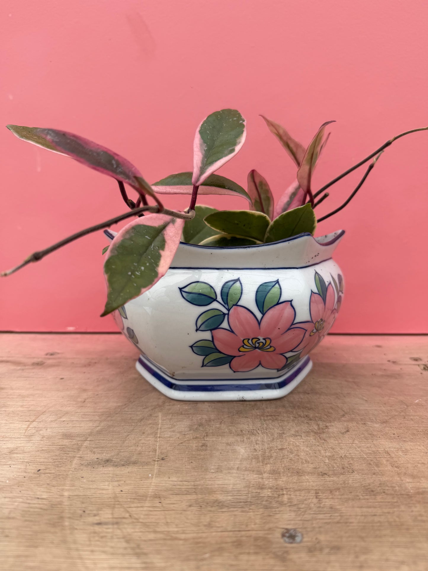 Hoya ‘Flamingo Dream’ in Vintage Pot