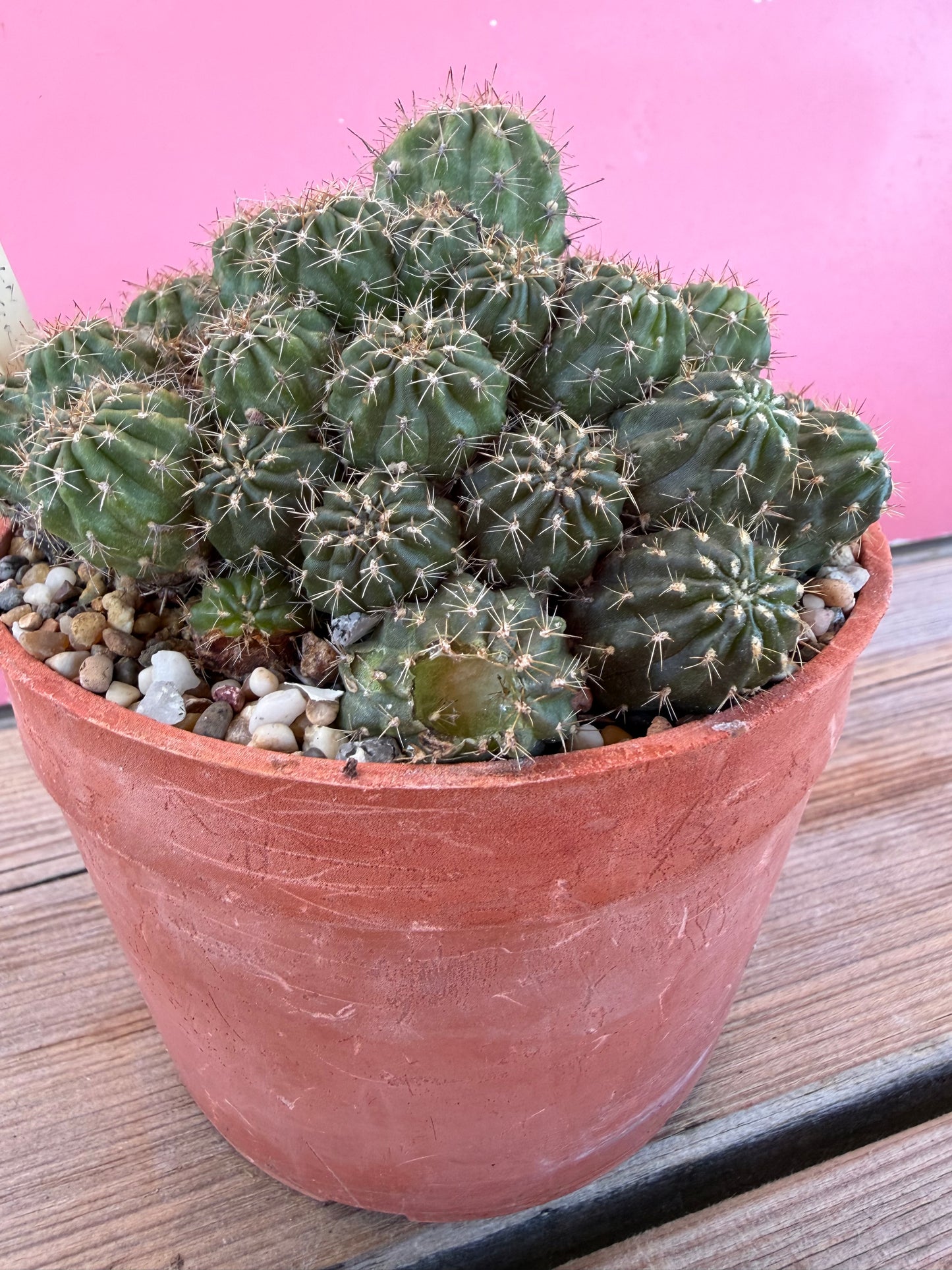 Mammillaria nazasensis (1036T)