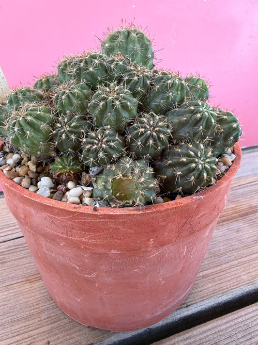 Mammillaria nazasensis (1036T)