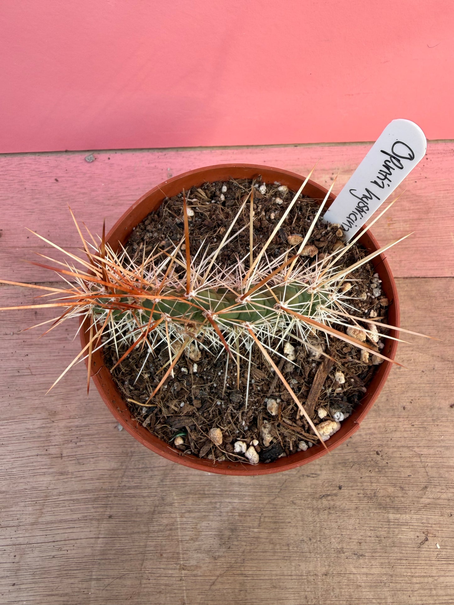 Opuntia hystricina (067)