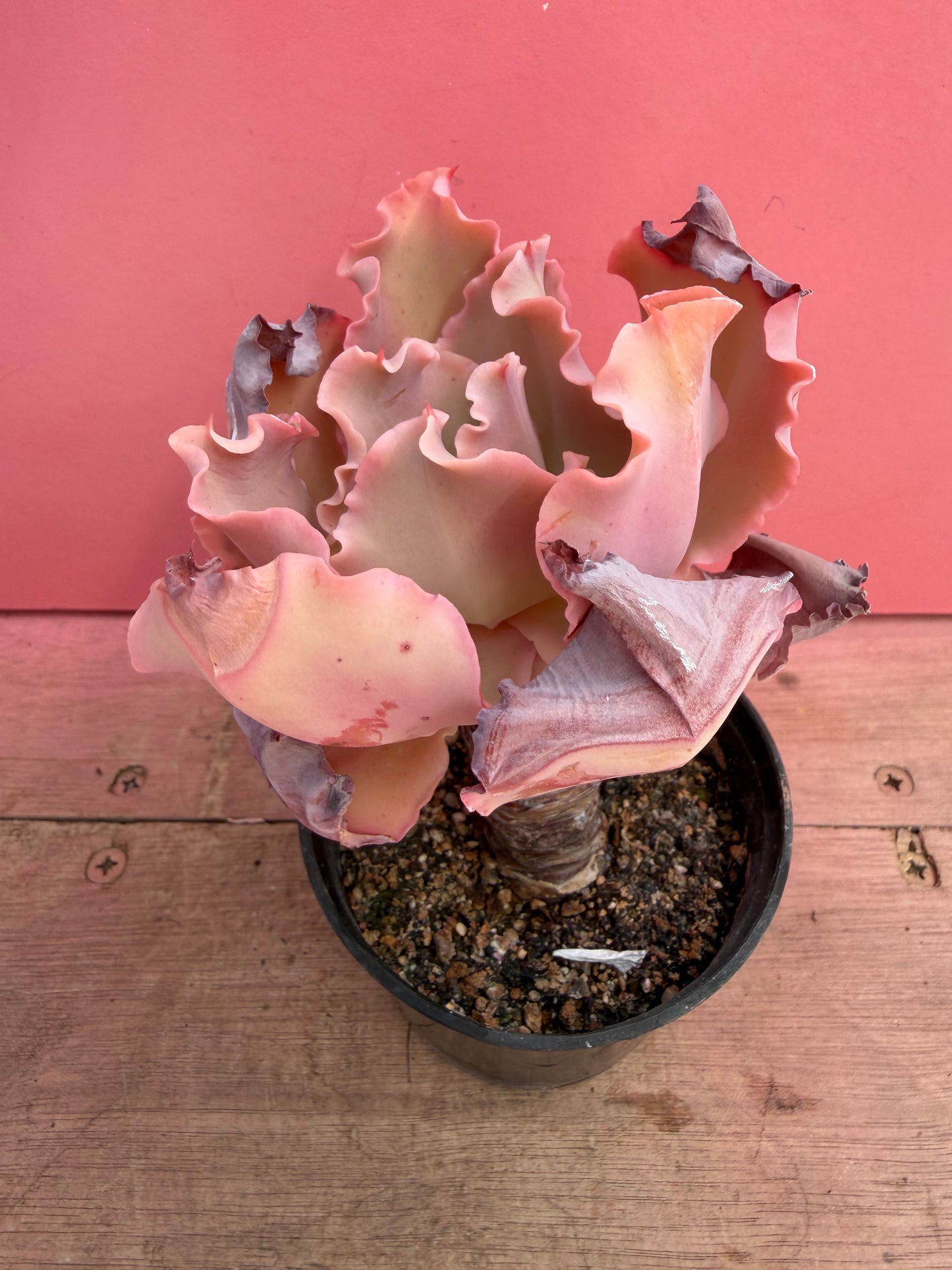 Echeveria species (230)
