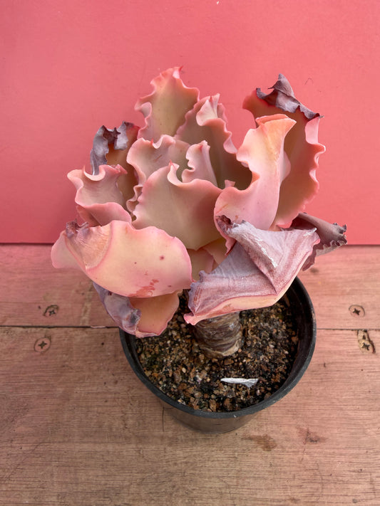 Echeveria species (230)