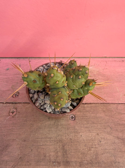 Opuntia species (076)