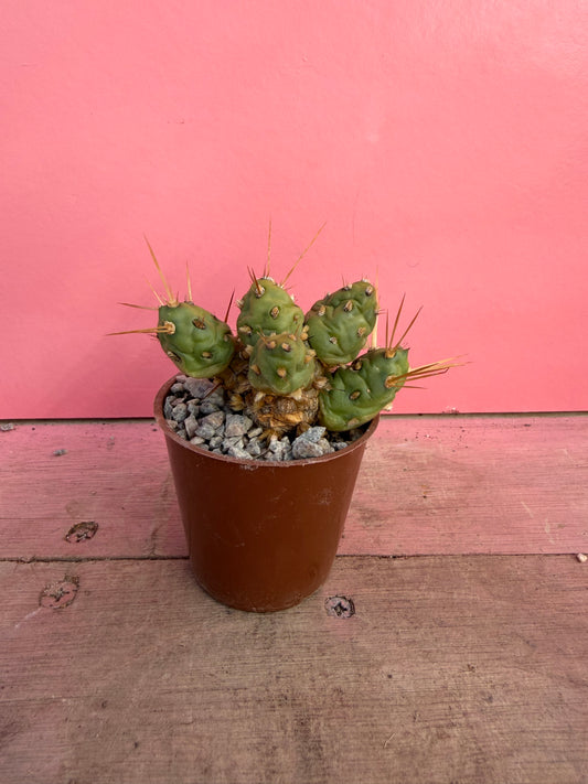 Opuntia species (076)