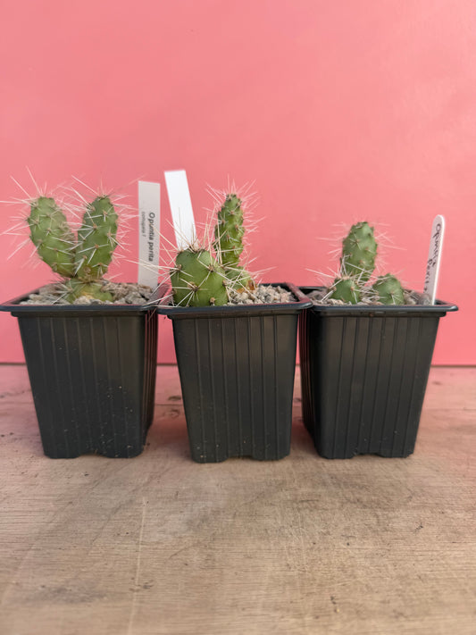 Opuntia perita (077)