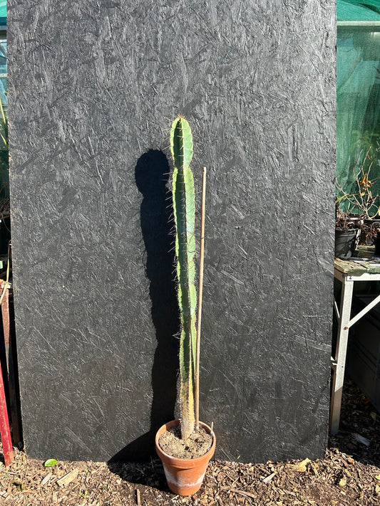 Cereus xanthocarpa (ET1125)