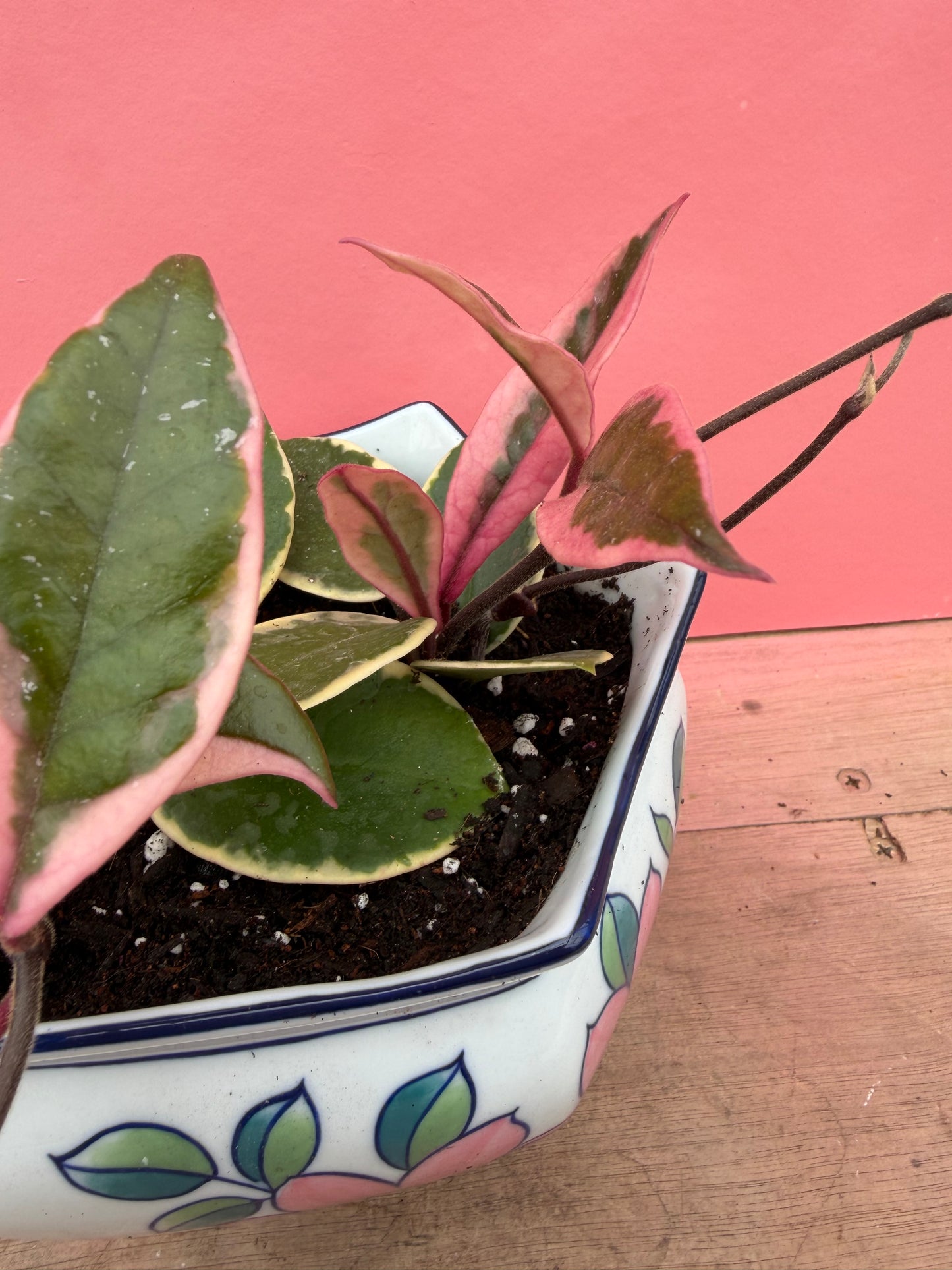 Hoya ‘Flamingo Dream’ in Vintage Pot