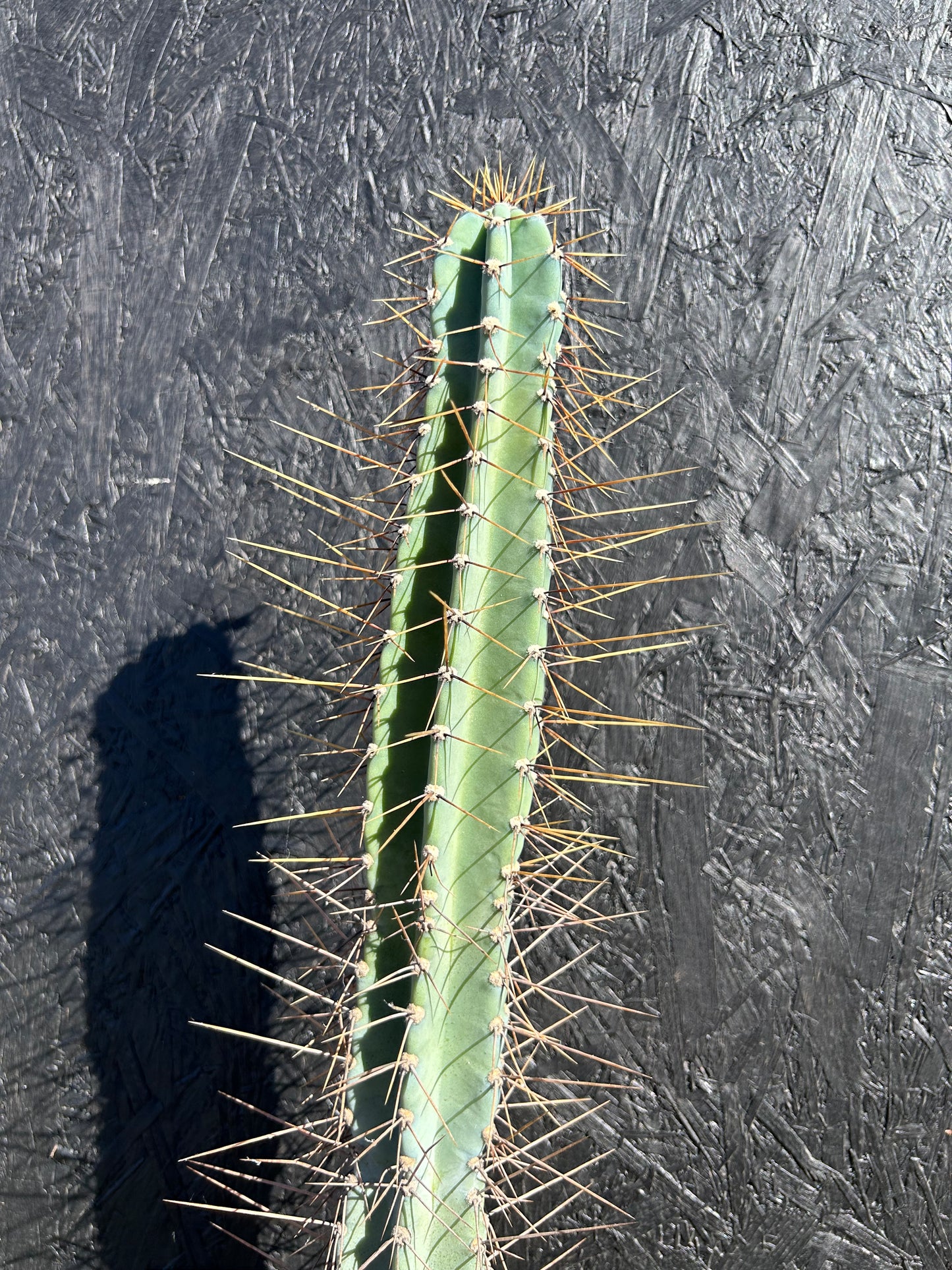 Cereus xanthocarpa (ET1126)