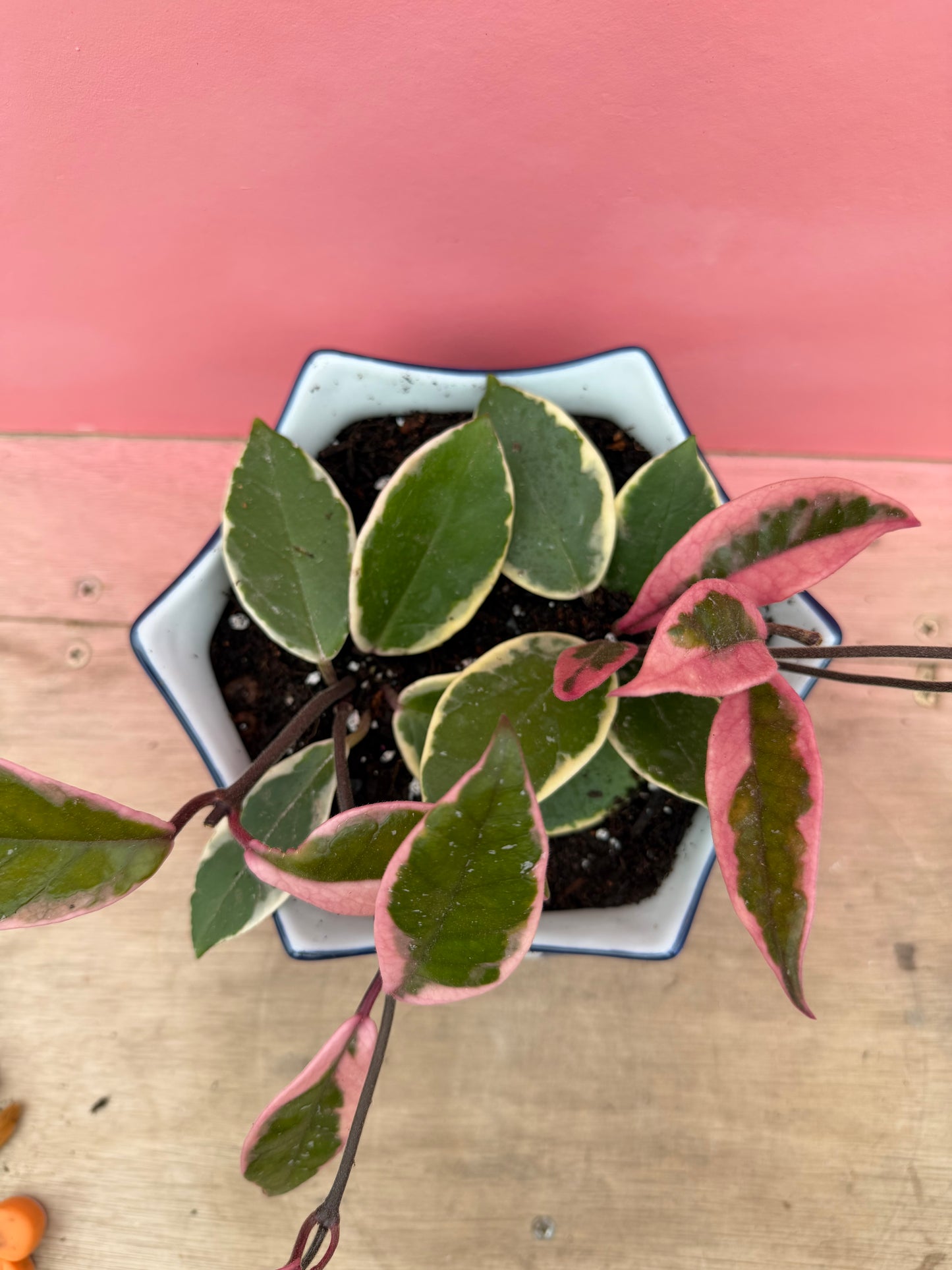Hoya ‘Flamingo Dream’ in Vintage Pot