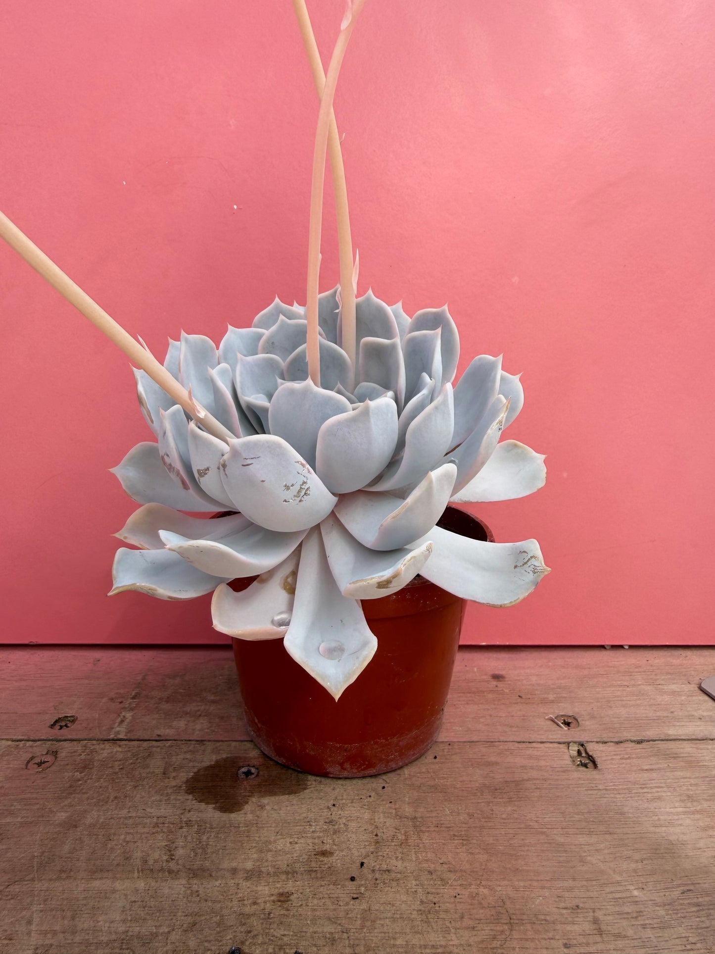 Echeveria species (226)