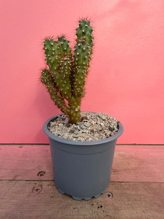 Cereus peruvianus monstrosus (059)