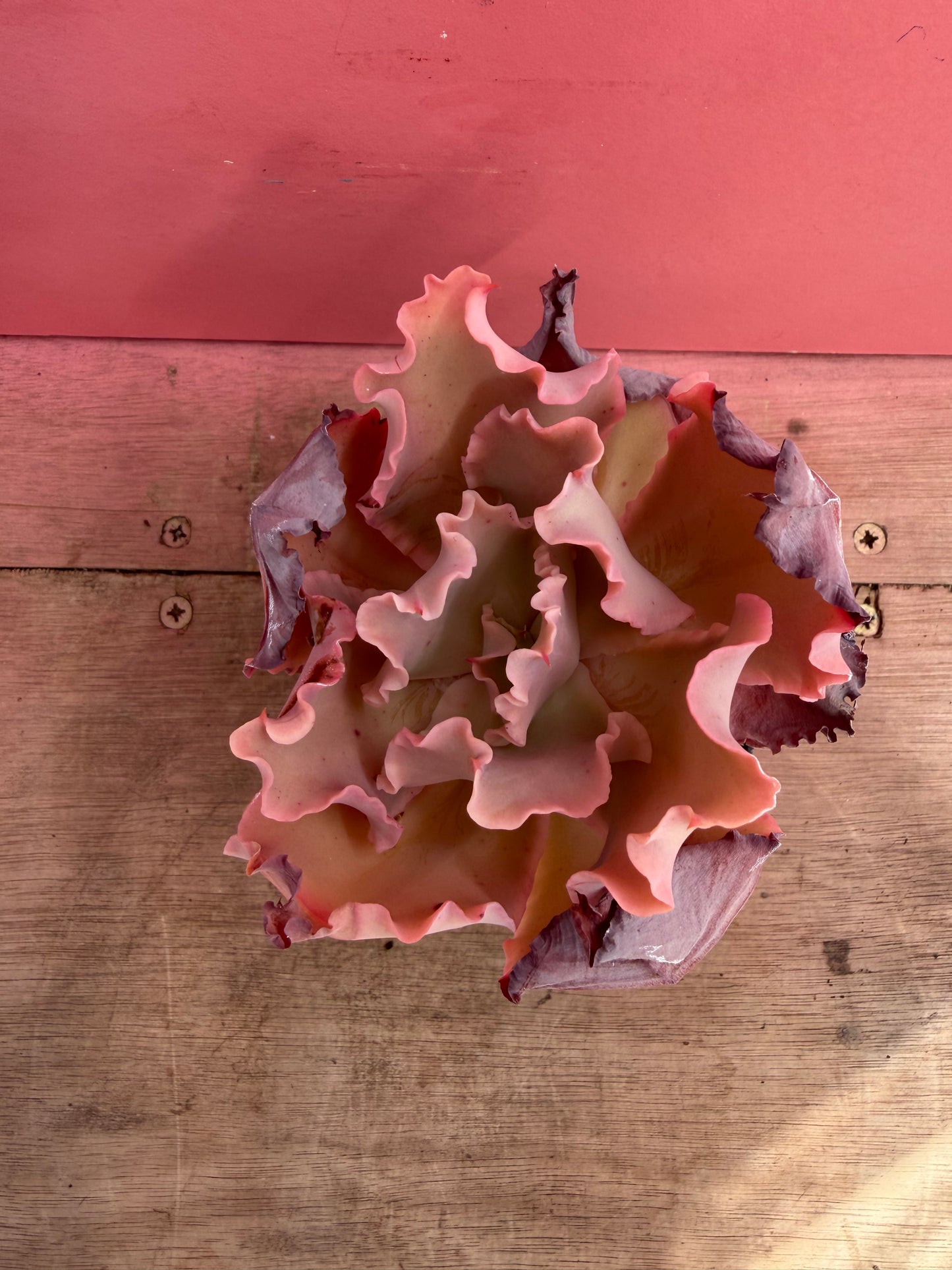 Echeveria species (230)