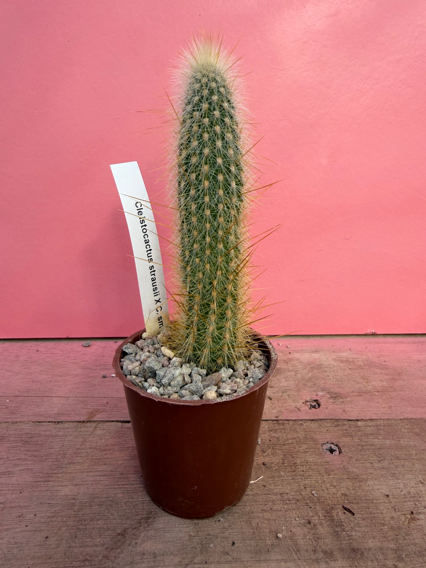 Cleistocactus strausii x c. smaragdiflorus (062)