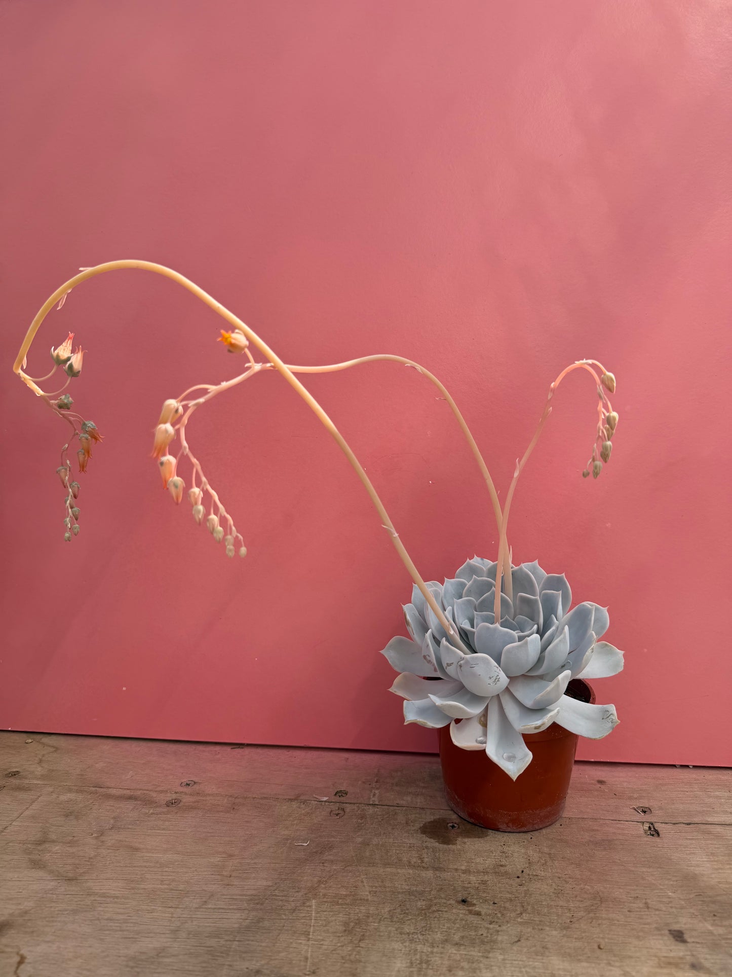 Echeveria species (226)