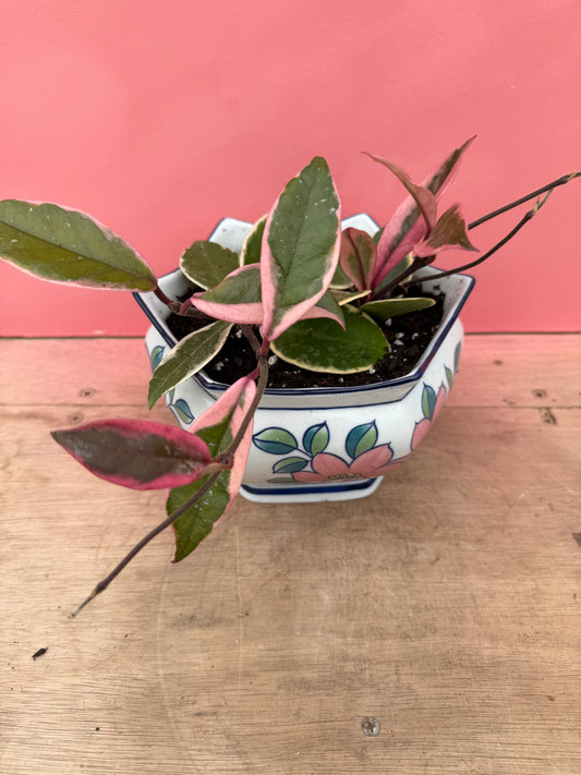 Hoya ‘Flamingo Dream’ in Vintage Pot
