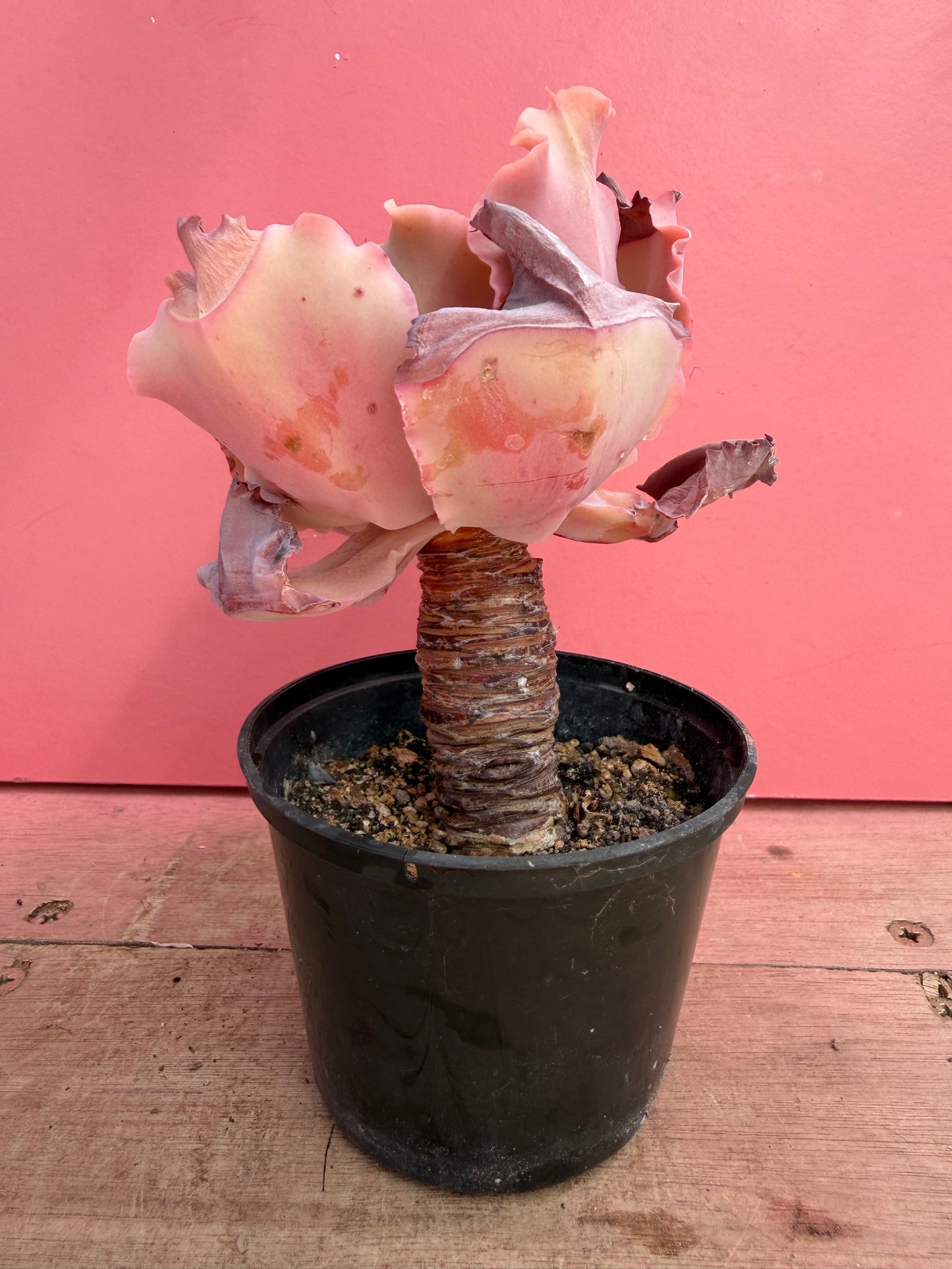 Echeveria species (230)