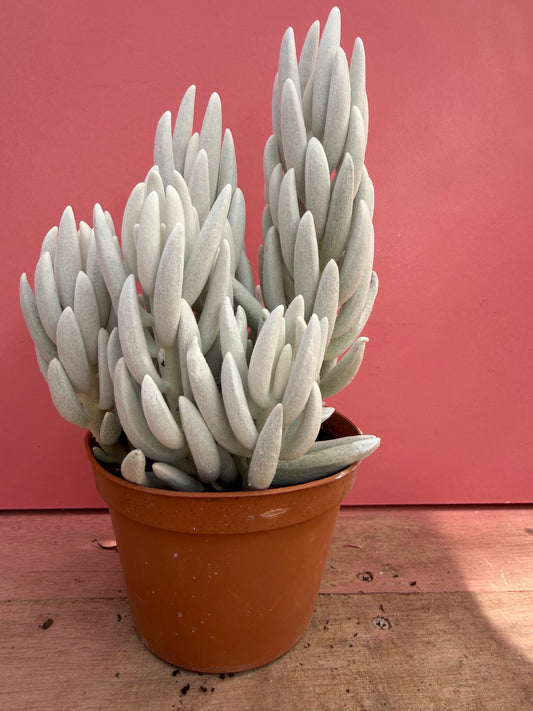 Senecio haworthii 'Mont Blanc' (251)