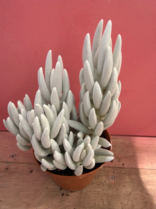Senecio haworthii 'Mont Blanc' (251)