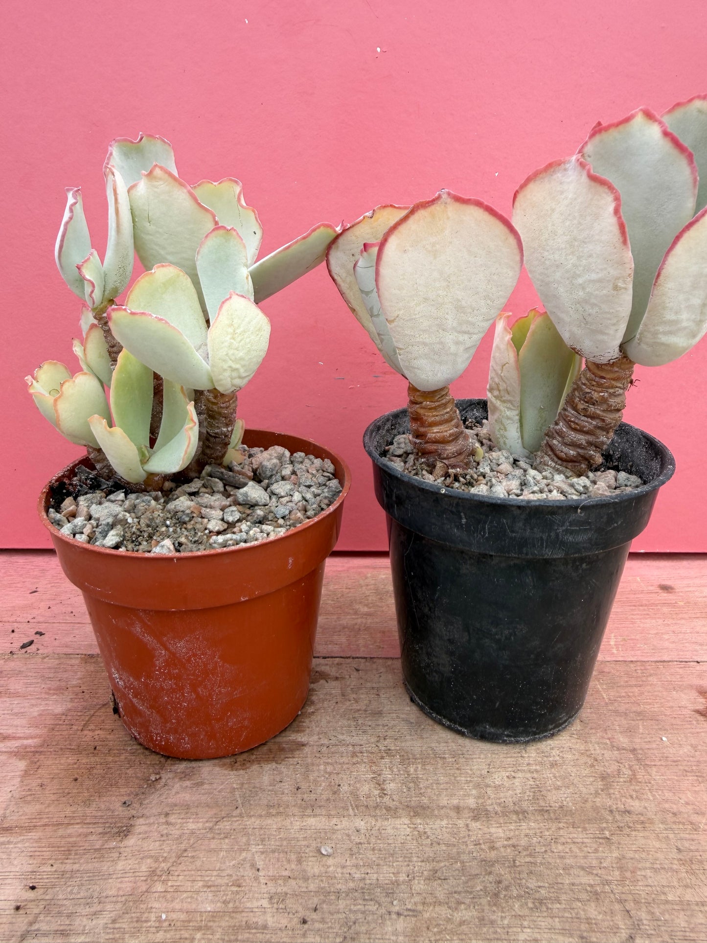 Cotyledon species (252)