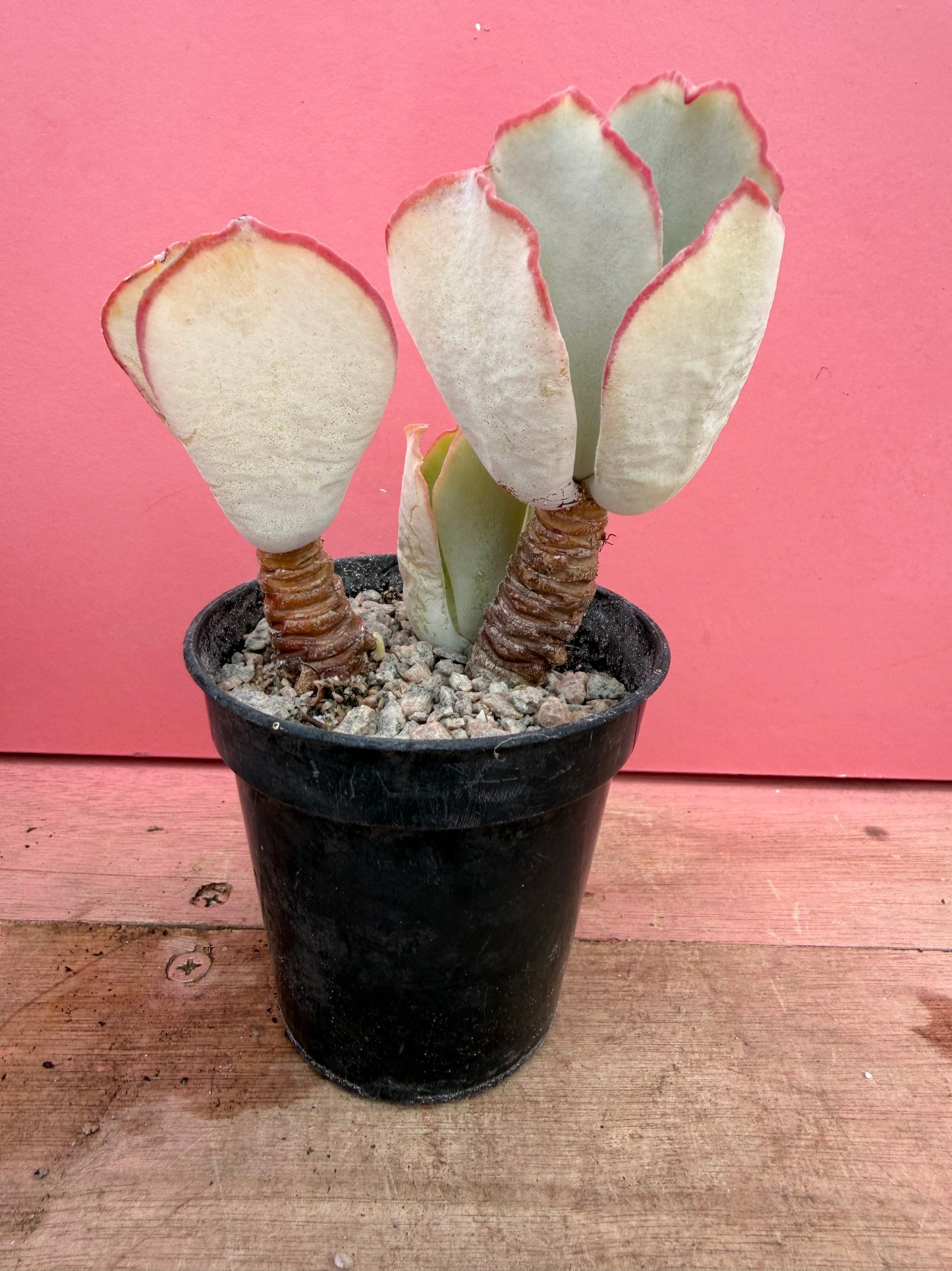 Cotyledon species (252)