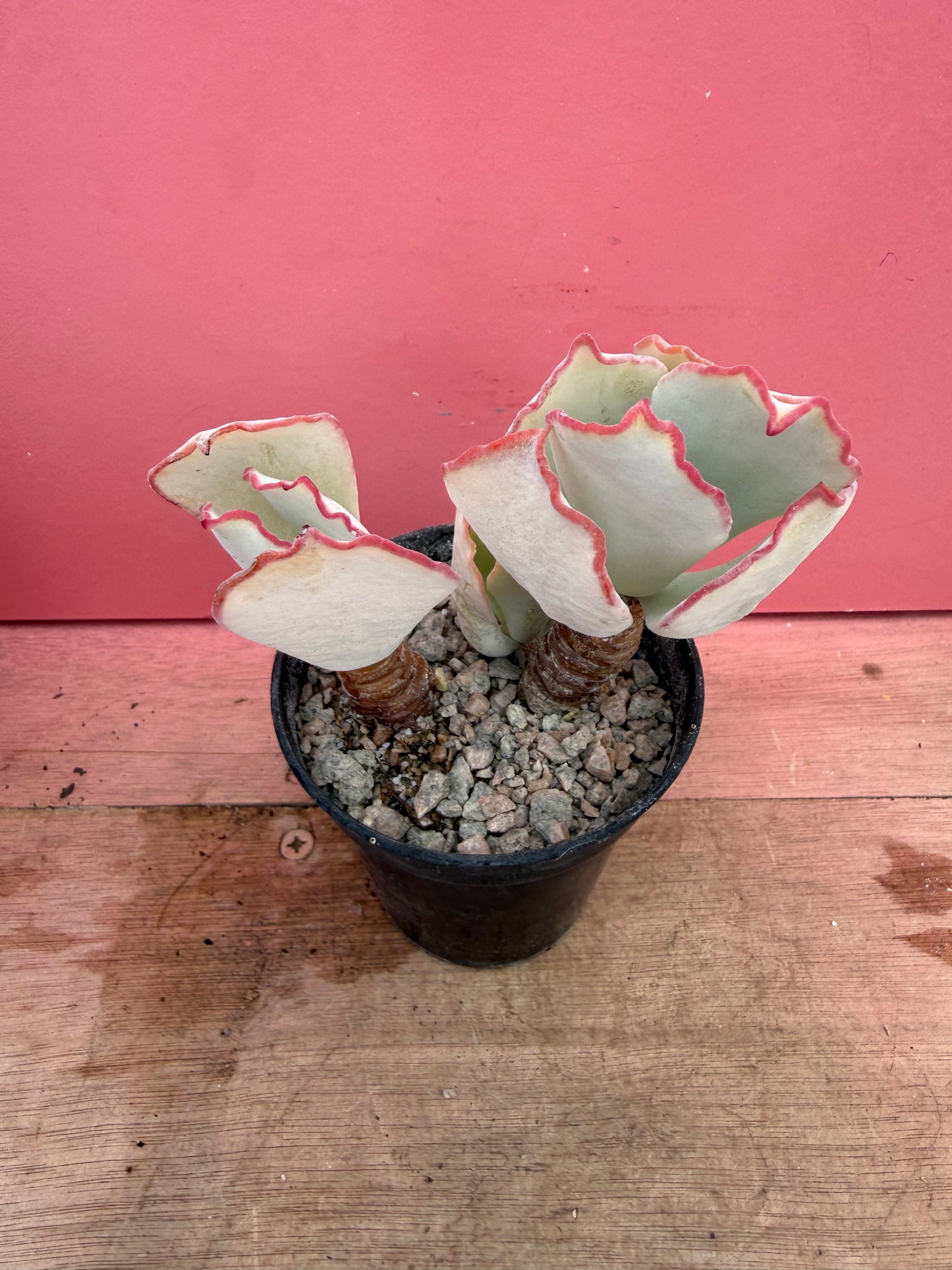 Cotyledon species (252)
