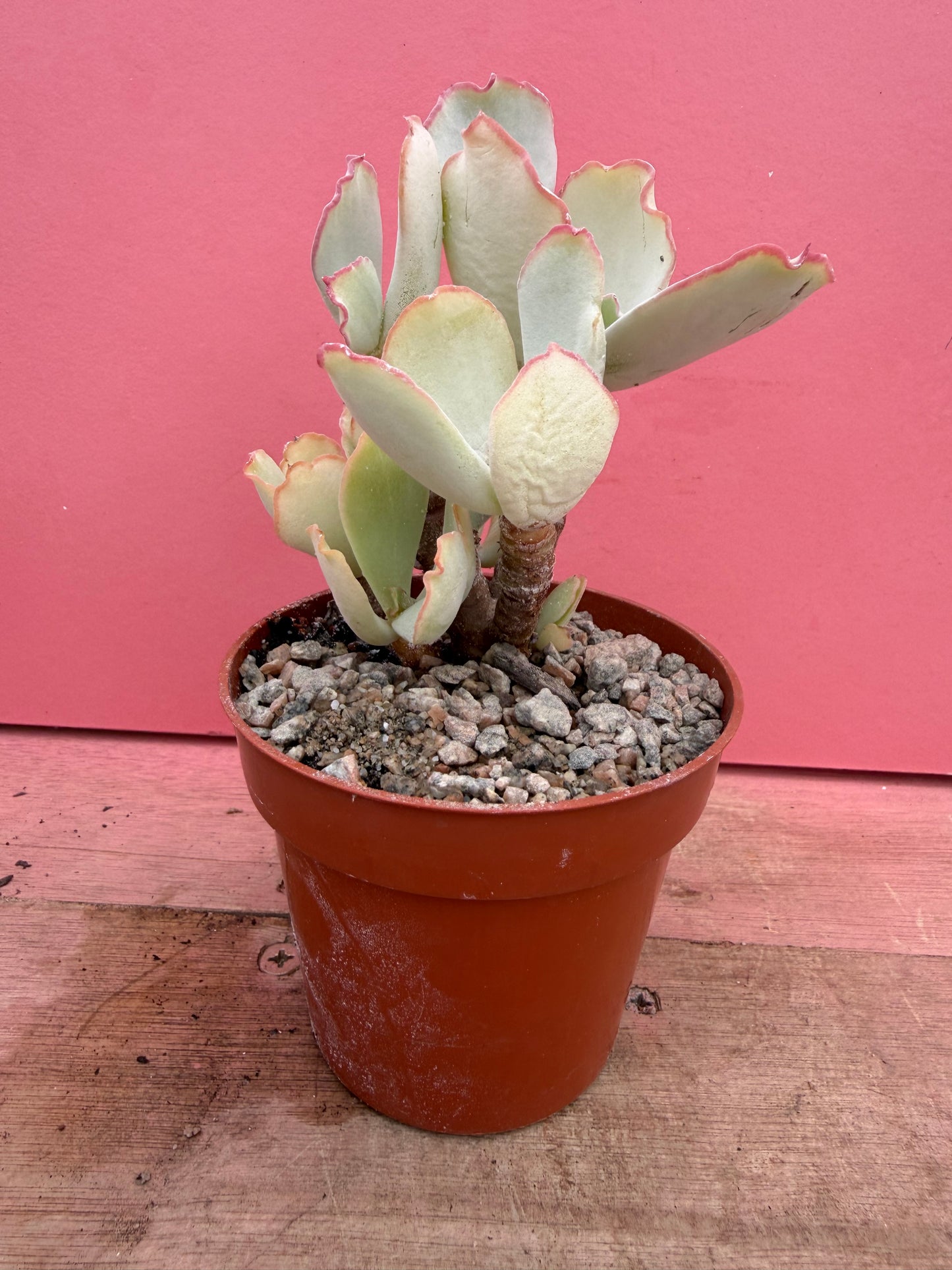 Cotyledon species (252)