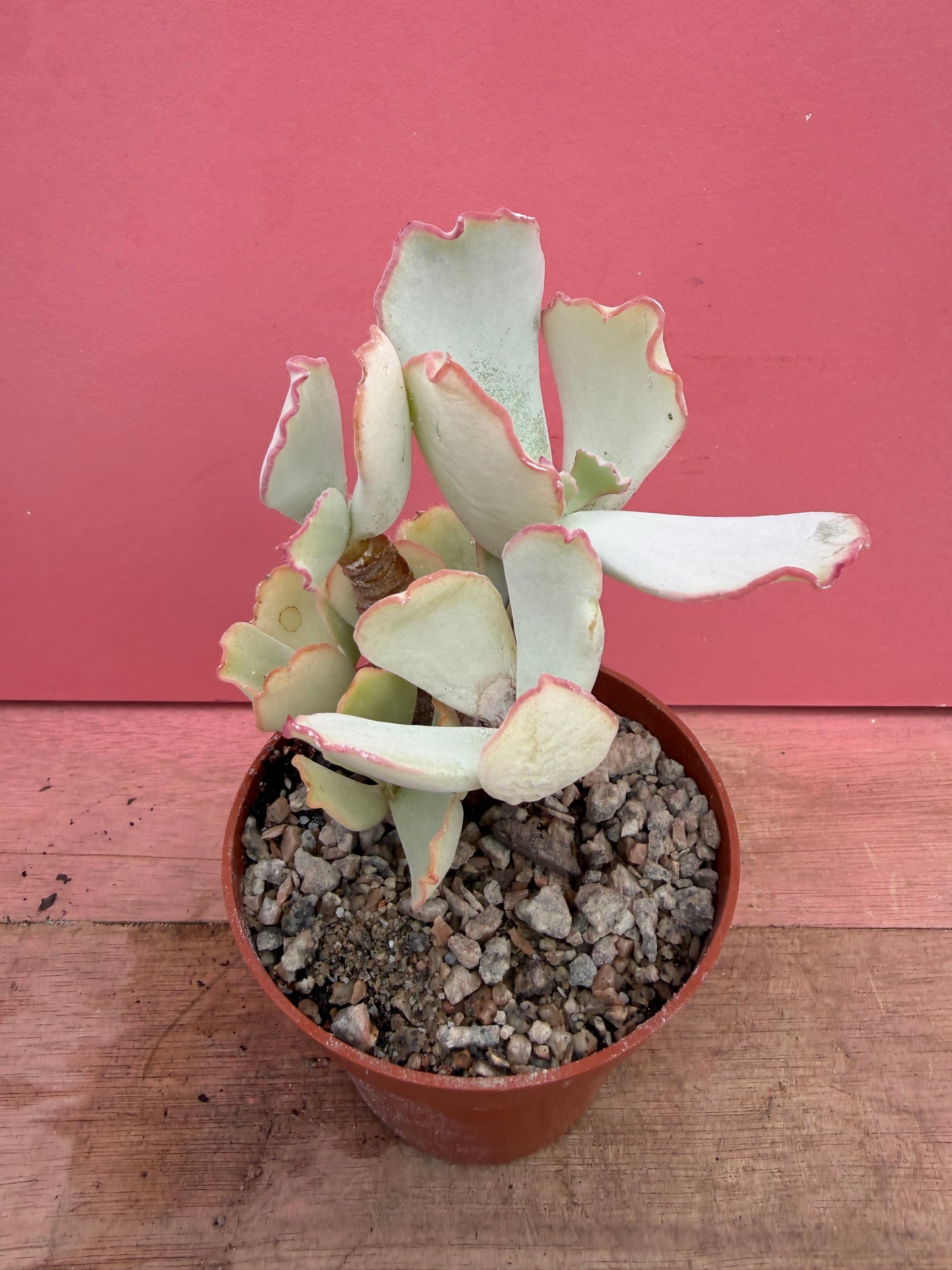 Cotyledon species (252)