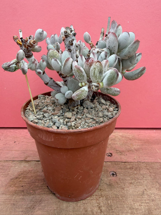 Cotyledon orbiculata v oophyllum (256)