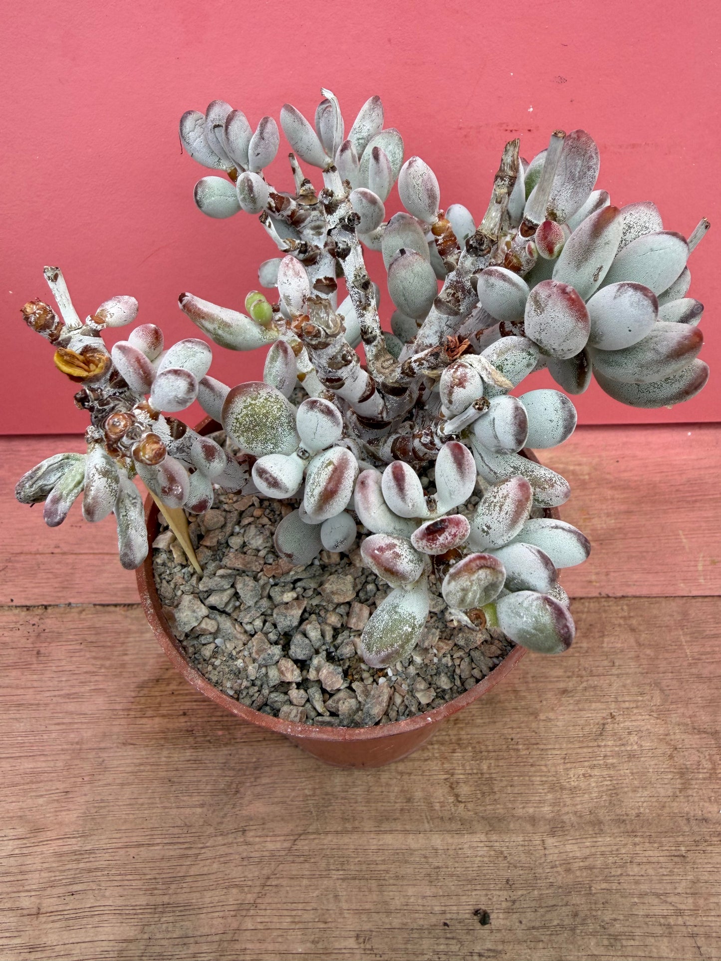 Cotyledon orbiculata v oophyllum (256)