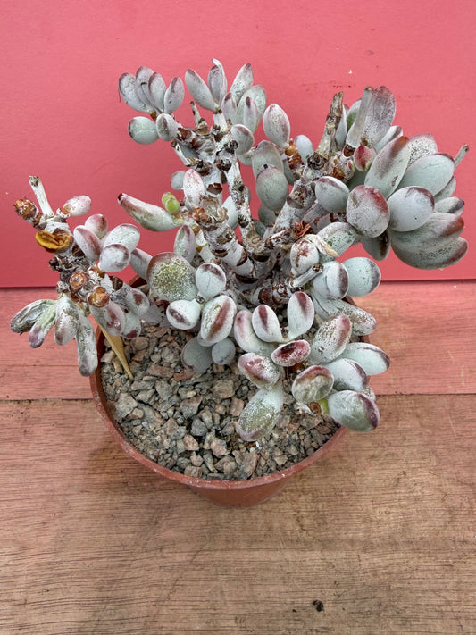 Cotyledon orbiculata v oophyllum (256)