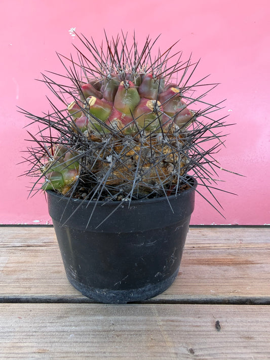 Thelocactus species (1034T)