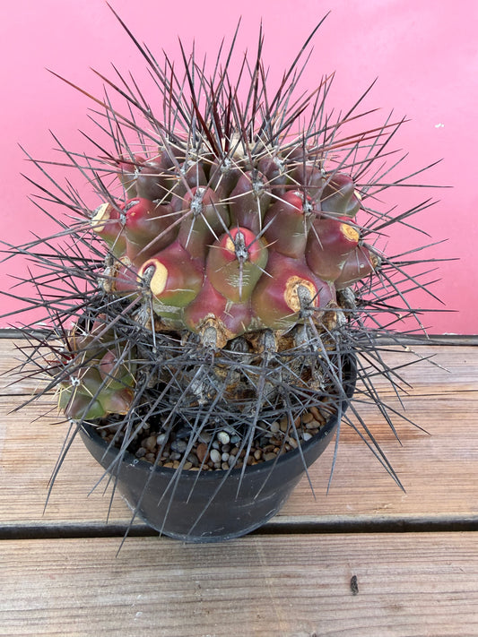 Thelocactus species (1034T)