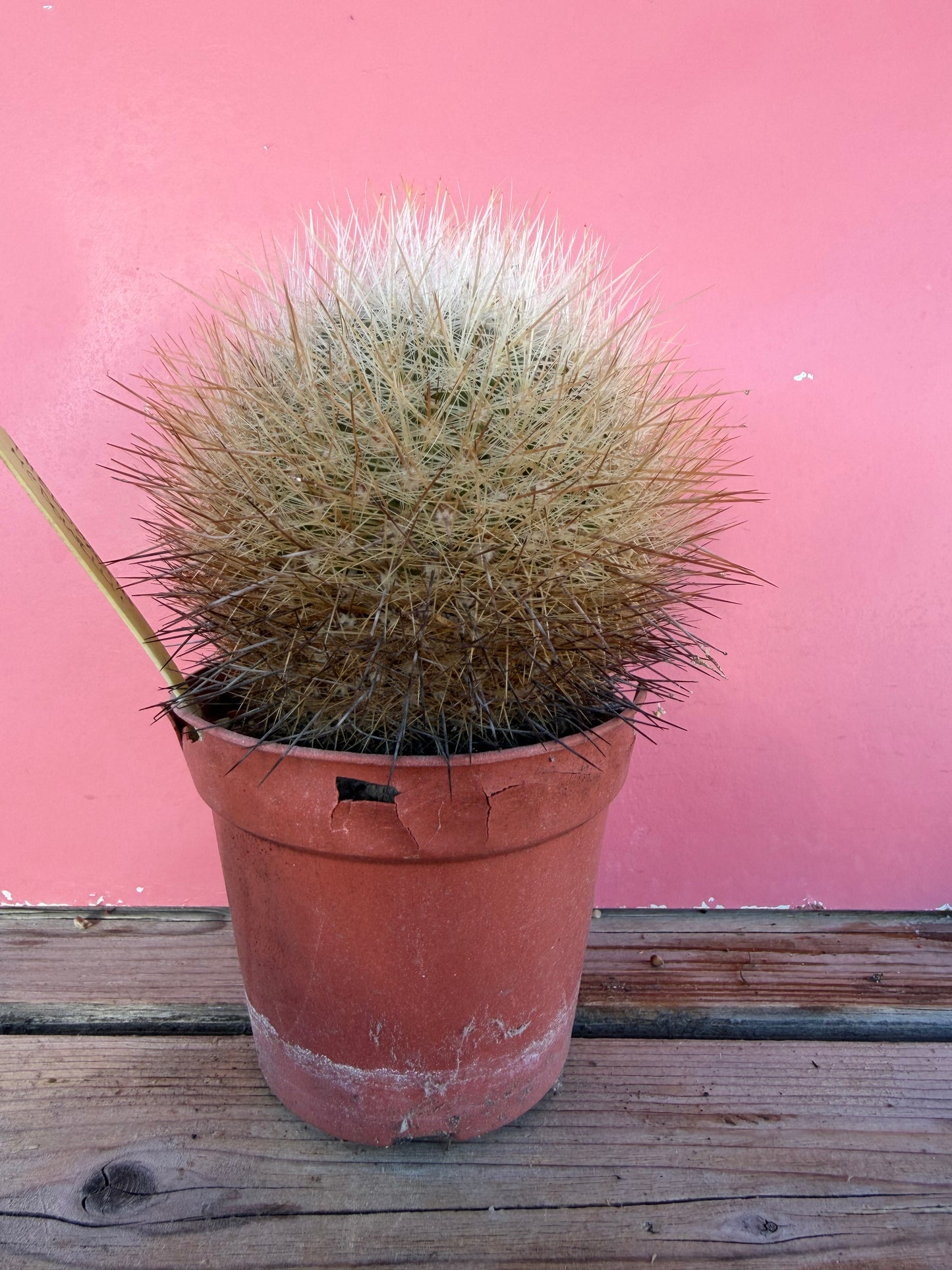 Thelocactus mcdonellii (1066)