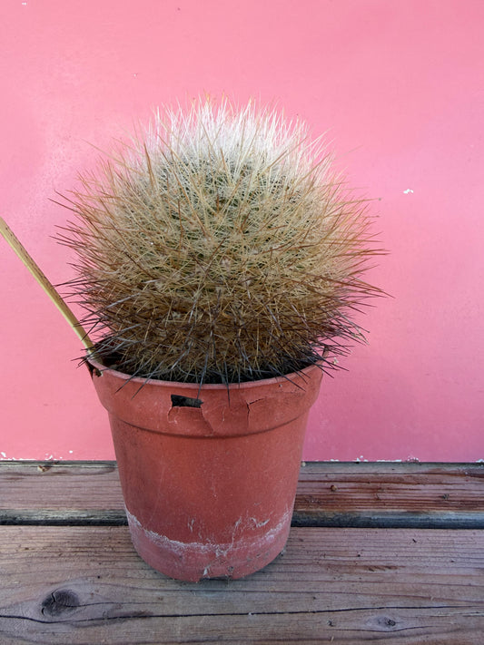 Thelocactus mcdonellii (1066)