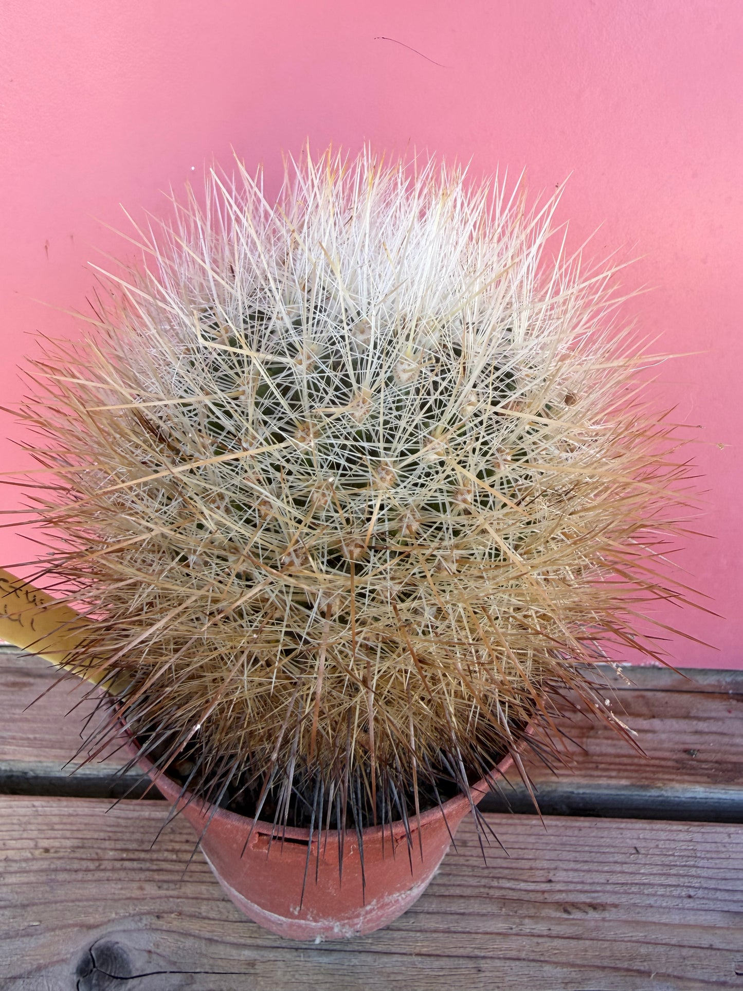 Thelocactus mcdonellii (1066)