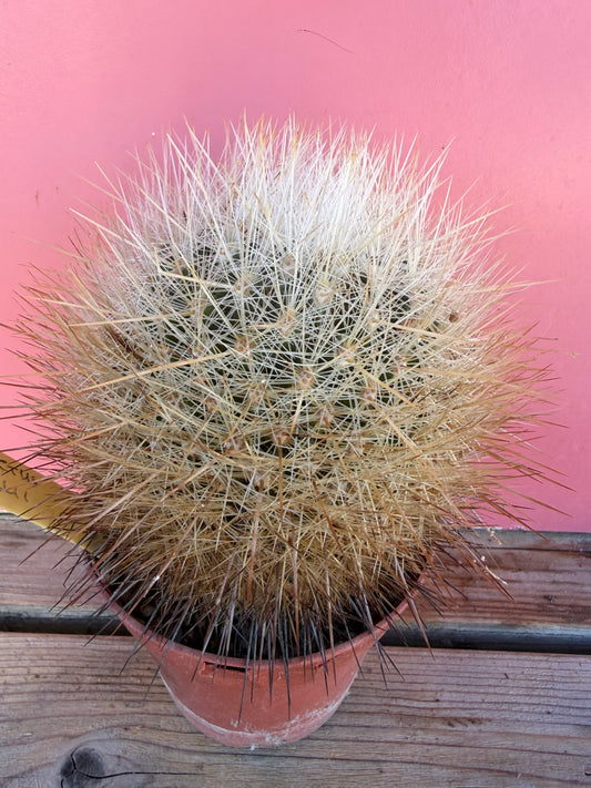 Thelocactus mcdonellii (1066)