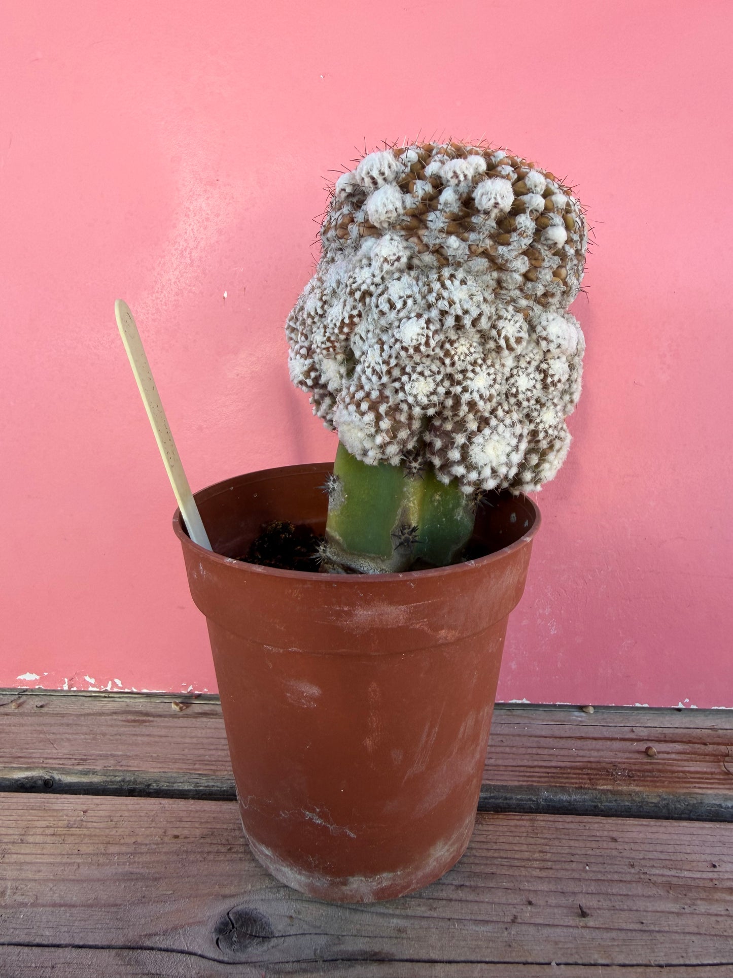 Thelocactus (grafted) (1067)