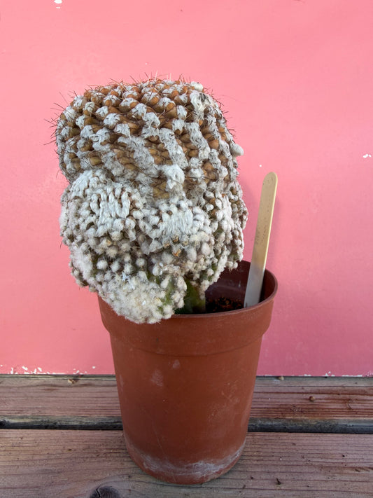 Thelocactus (grafted) (1067)