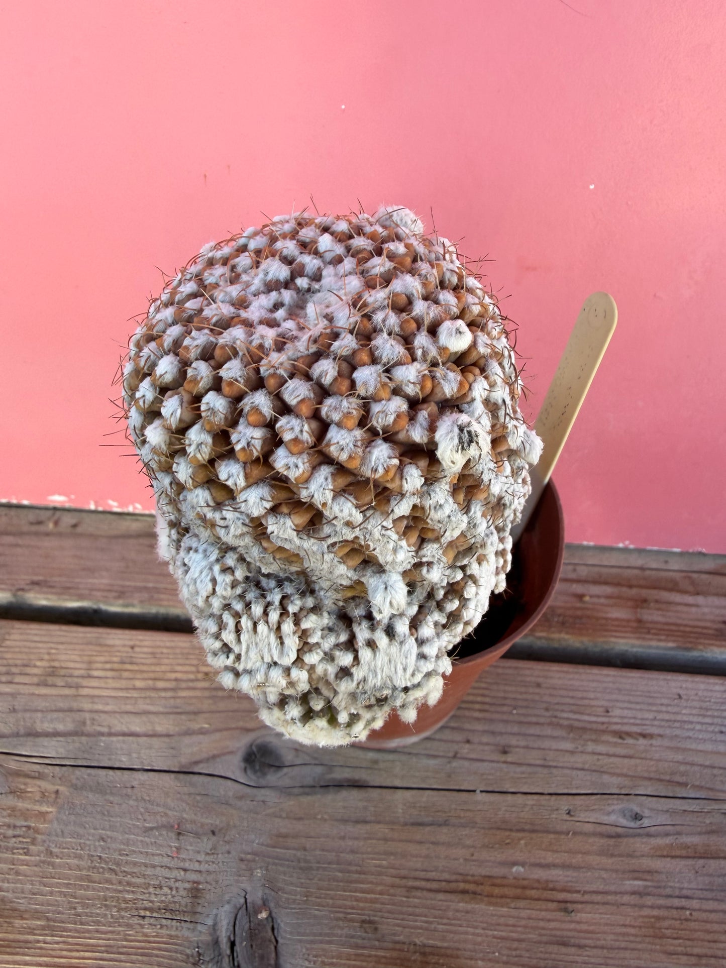 Thelocactus (grafted) (1067)
