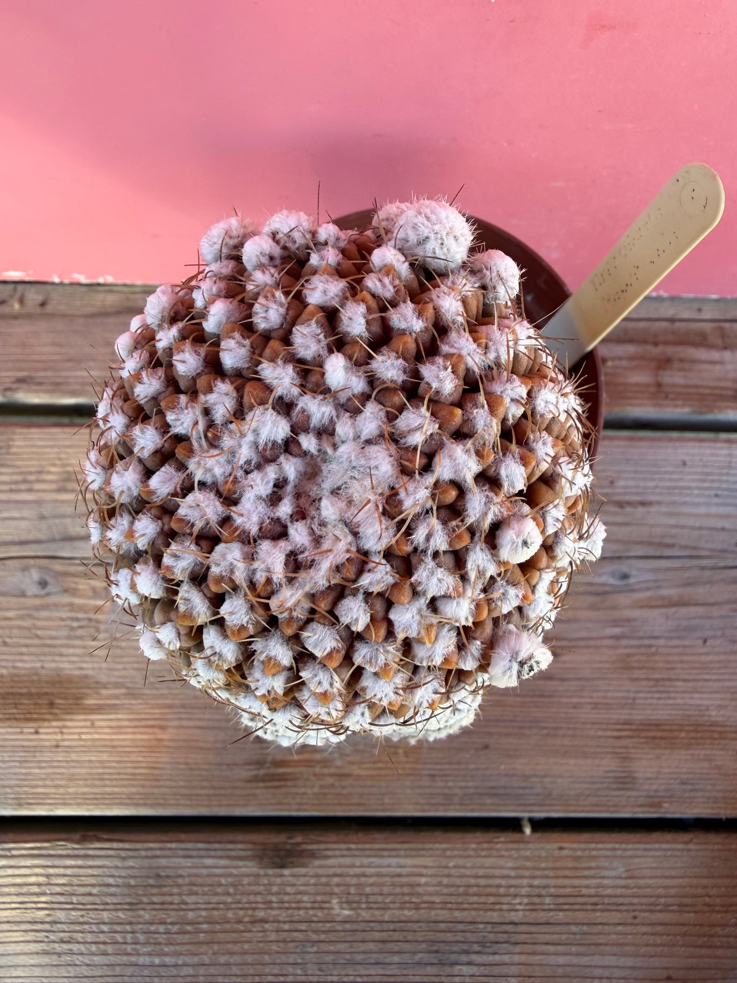Thelocactus (grafted) (1067)