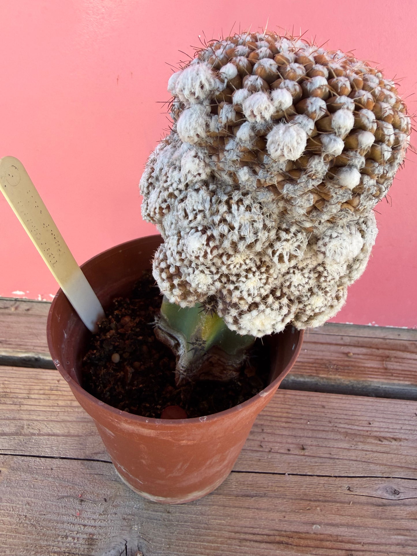 Thelocactus (grafted) (1067)