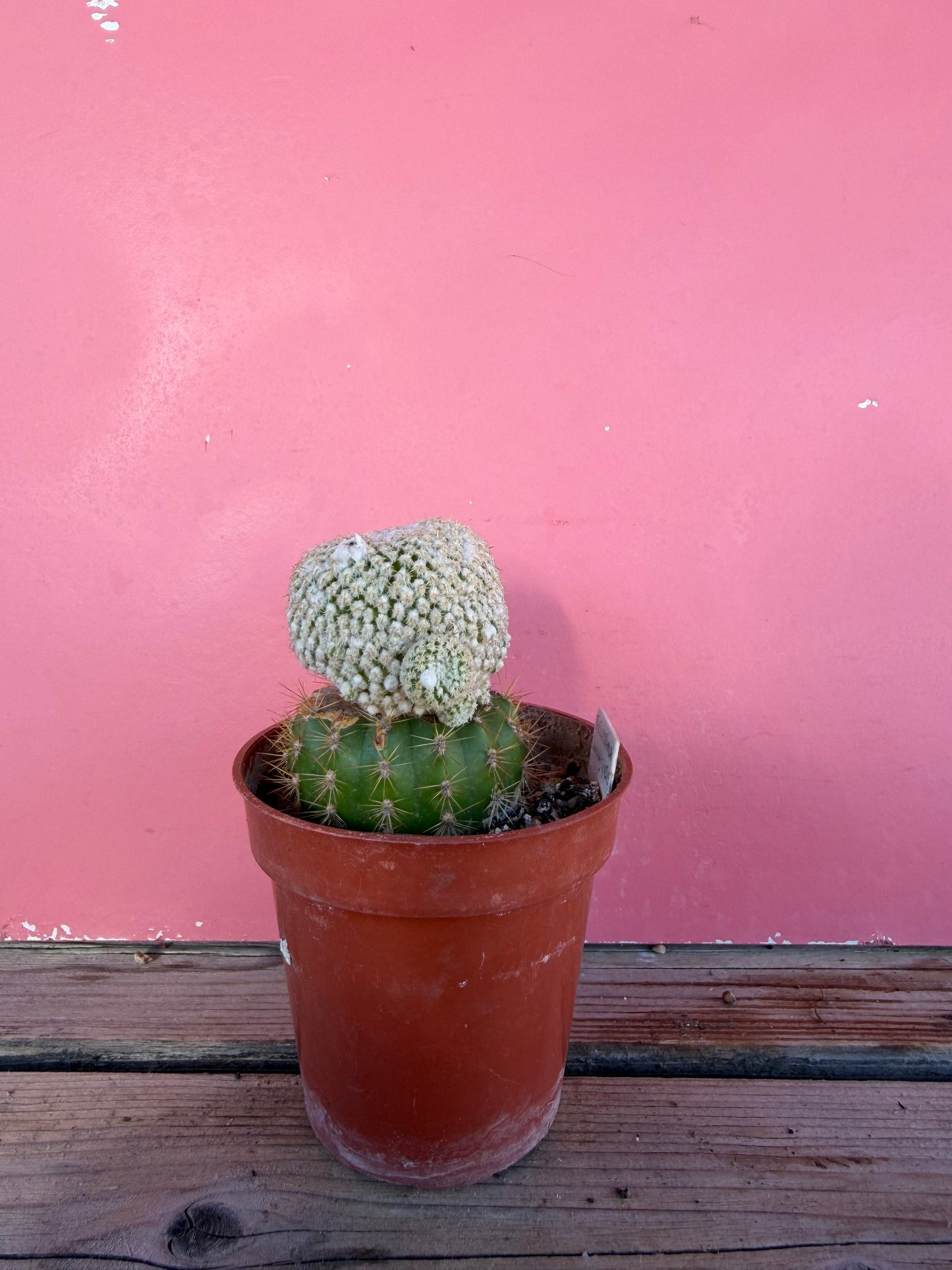 Thelocactus bhanarazensis (grafted) (1068)