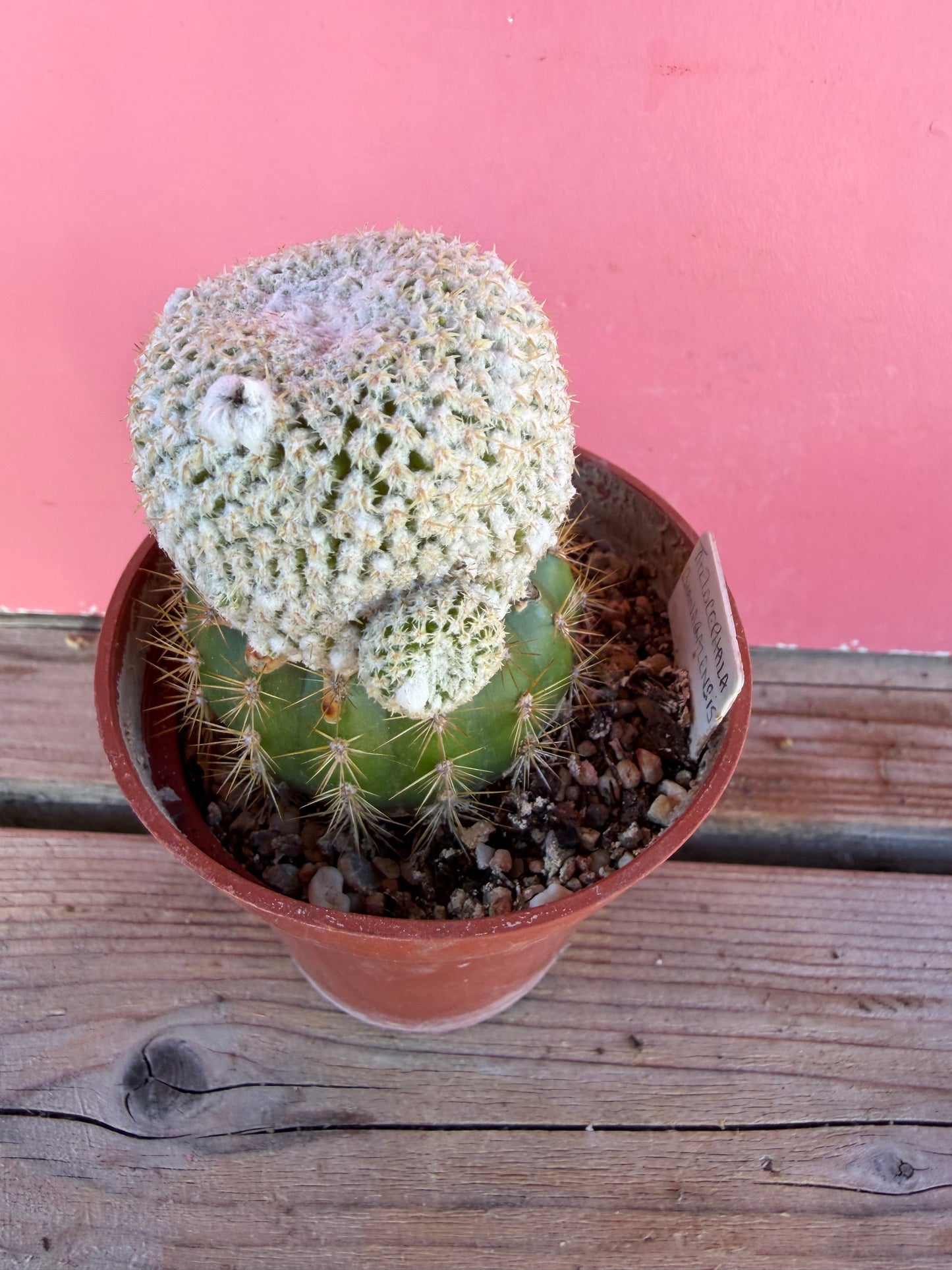Thelocactus bhanarazensis (grafted) (1068)