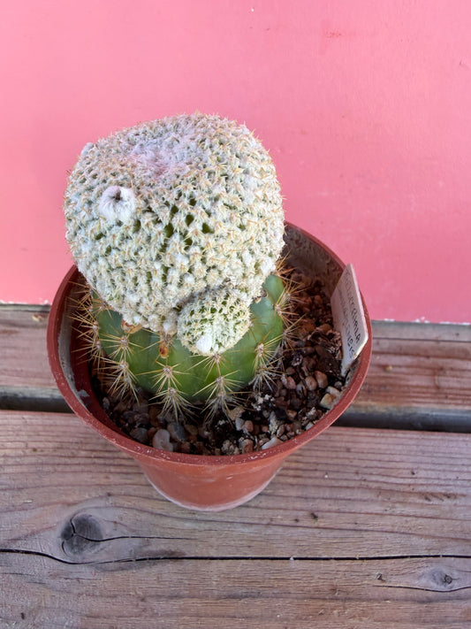 Thelocactus bhanarazensis (grafted) (1068)