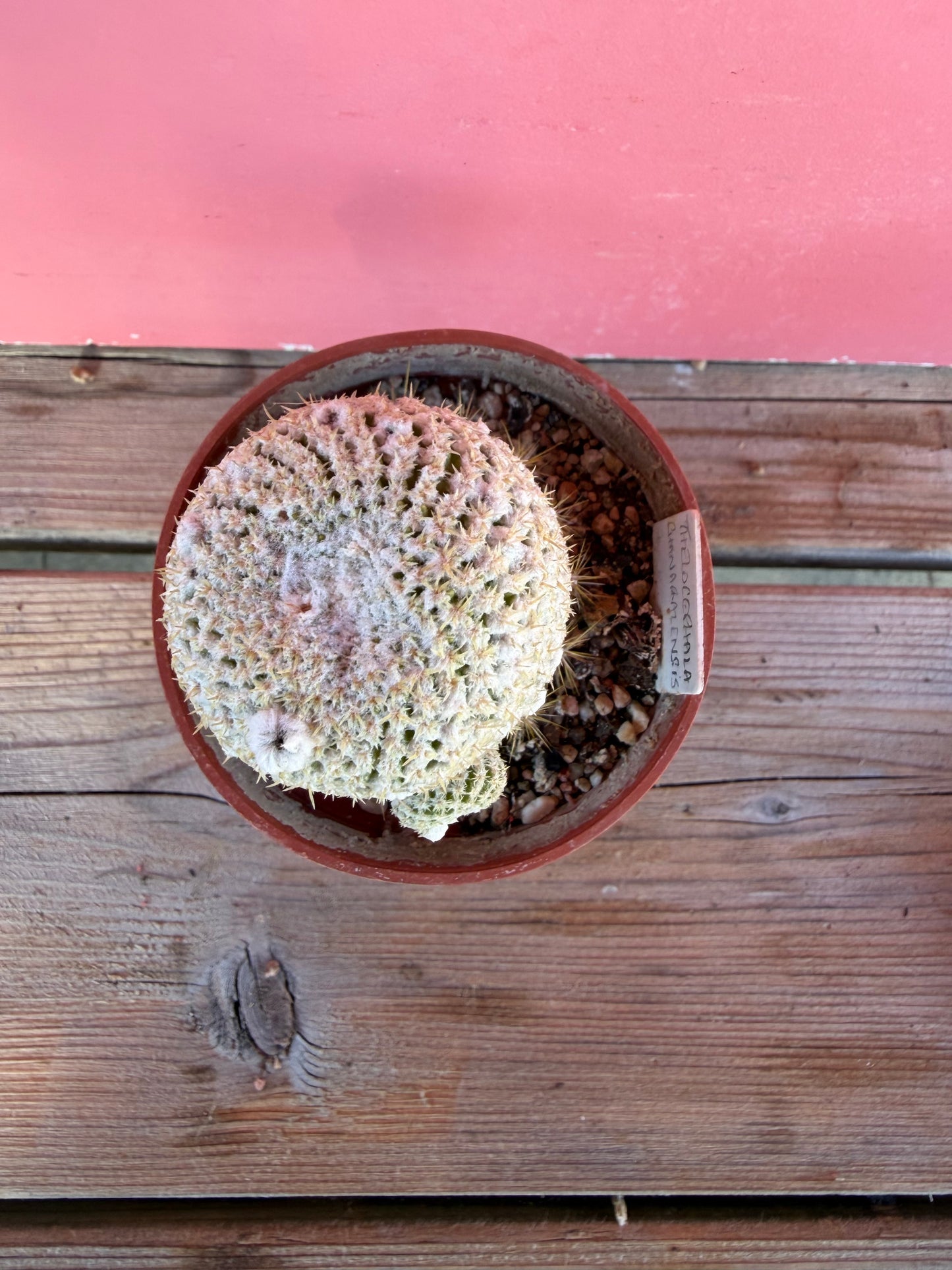 Thelocactus bhanarazensis (grafted) (1068)