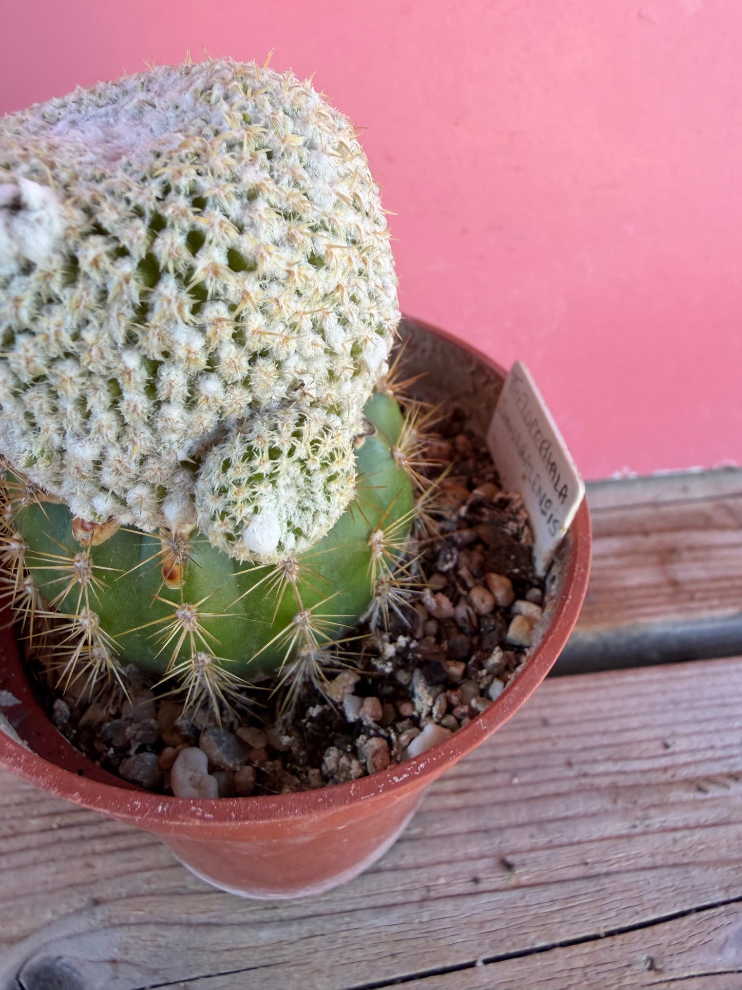 Thelocactus bhanarazensis (grafted) (1068)